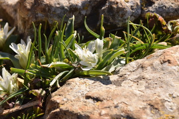 White Crocus