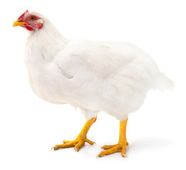 White hen isolated.