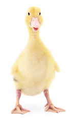 Two yellow ducklings.