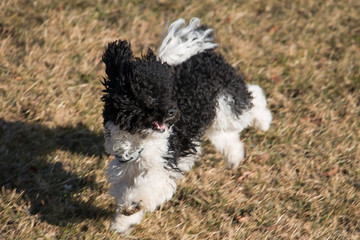 Fototapeta premium Toy Poodle playing in meadow
