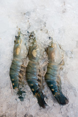 fresh shrimp in ice  at super market