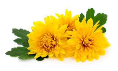 Chrysanthemums on white.