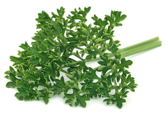 Parsley over white background