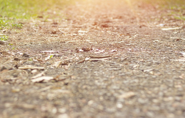 Dry leaves on ground. Leaves texture background. Leafs. top view
