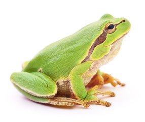 Green frog isolated.