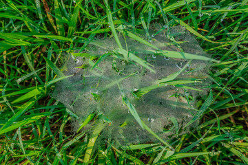Green grass field with drops of morning dew