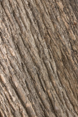 texture of bark wood use as natural background