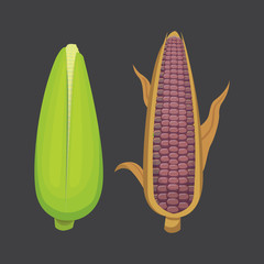 Organic Corn Isolated on White Background. Agriculture farm vegetable for popcorn vector. Corncob with leafs vegeterian food illustration