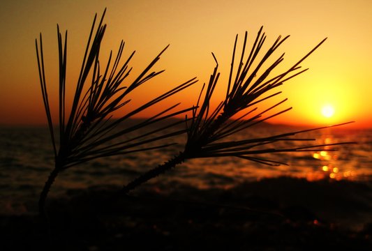 Cyprys na tle zachodu słońca