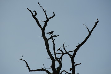 Fototapeta na wymiar Bare Tree and Bird