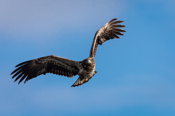 Inmature Bald Eagle