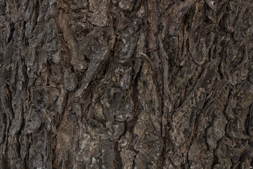 texture of bark wood use as natural background