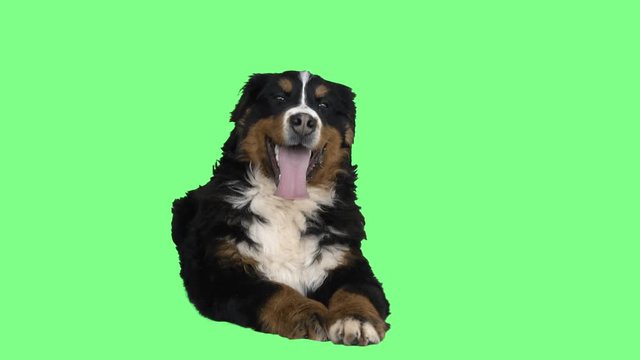 Bernese mountain dog on a green background