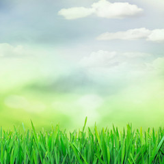 Fototapeta na wymiar Green growth of the rising spring season
