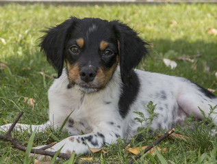 Cane da ferma Epagneul Breton, Breton tricolore cucciolo disteso in un prato