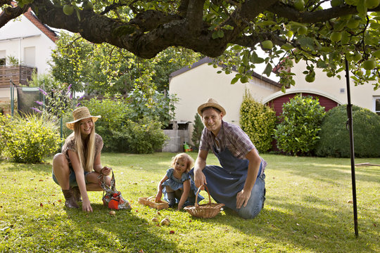 Parents and daughter picking apples together in garden, Munich, Bavaria, Germany