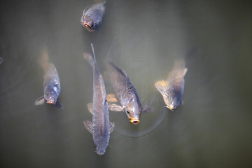 Five huge carp swimming on a pond with muddy water