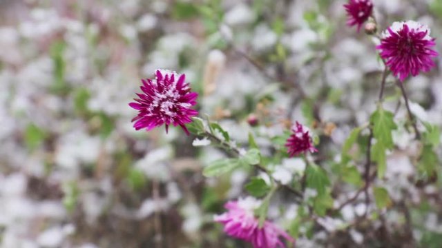 Chrysanthemum flower and dry herbs with the falling snow and snowflakes with winter wind