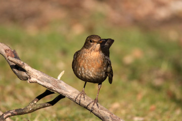 Weibliche Amsel auf einem Ast