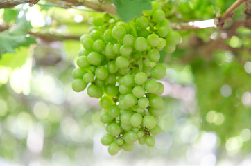 Green grapes in farm at Ninh Thuan, Vietnam