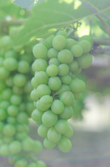 Green grapes in farm at Ninh Thuan, Vietnam