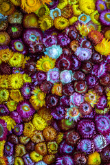Fototapeta na wymiar Colorful flowers