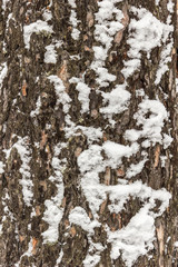 Bark of the pine trees covered with snow