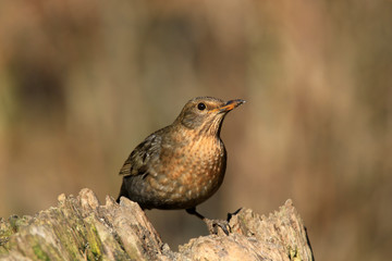 Wachsames Amsel-Weibchen