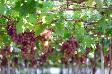 grapes in garden