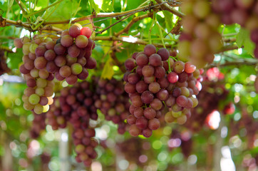 grapes in garden