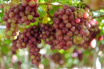 grapes in garden