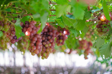 grapes in garden