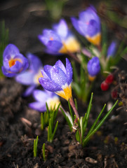 View of magic blooming spring flowers crocus growing in wildlife. Purple crocus growing from earth outside.