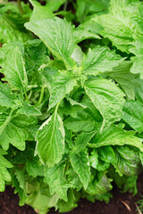 Green basil in garden