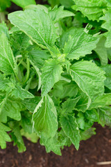 Green basil in garden