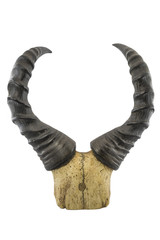 horns on a white isolated background © stsvirkun