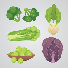 Set vector Cabbage and Lettuce. Vegetable green broccoli, kohlrabi, other different cabbages.