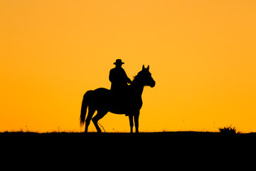 Rider man and his horse in the sunset