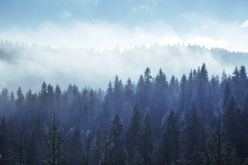 Trees in the fog and clouds. Carpathians. Ukraine. Europe