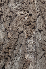 Wrinkled old willow tree bark, willow bark texture