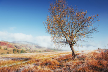 birch forest in sunny afternoon while autumn season. October mou