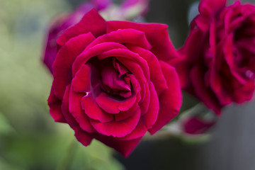 Red passion