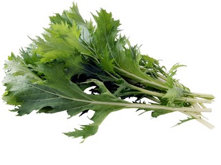 lettuce mizuna as lef vegetable