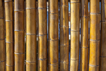 Old yellow bamboo fence texture background
