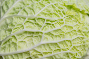 Leaves cabbage savoy