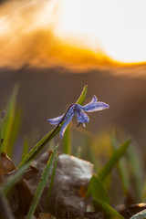first spring flowers in the forest, Ukraine