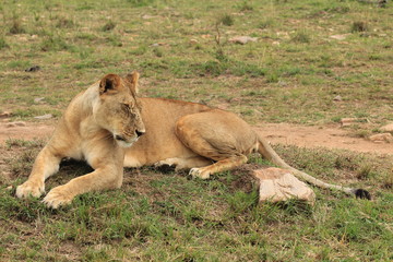Fototapeta na wymiar Sitting female lion with eyes closed in Kenya