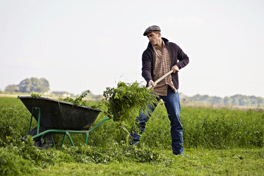 Man Working On Field, Baranja, Croatia, Europe
