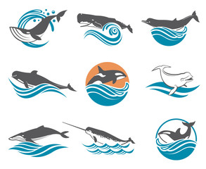 Fototapeta premium collection of various whales species images