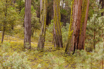 Obraz premium Redwood Trees in California with Moss